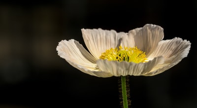 白花浅焦摄影
